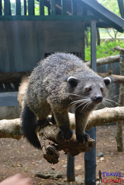 17 Best images about WILDLIFE OF PALAWAN on Pinterest | The philippines ...