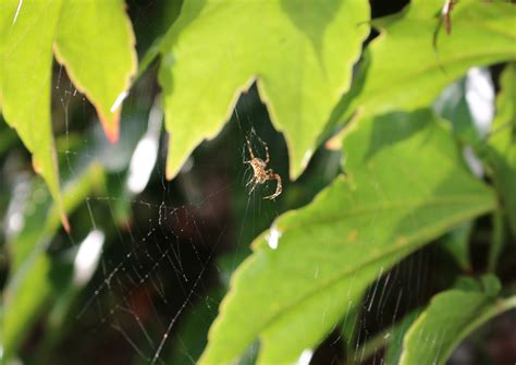 Araneus Spider Web Grape - Free photo on Pixabay - Pixabay