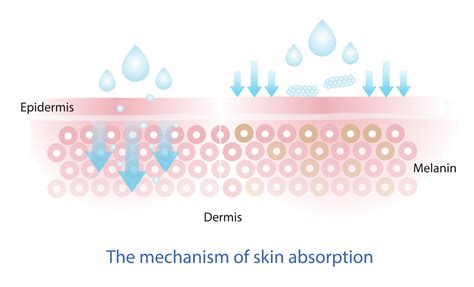 The Mechanism Of Nutrient Absorption Through Skin Layer Vector The