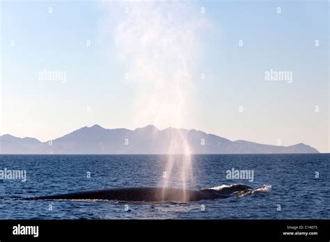 Fin whale hi-res stock photography and images - Alamy