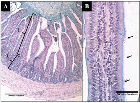 Scielo Brasil AnÁlise HistolÓgica Do Trato Intestinal Do Caracara Plancus Miller 1777