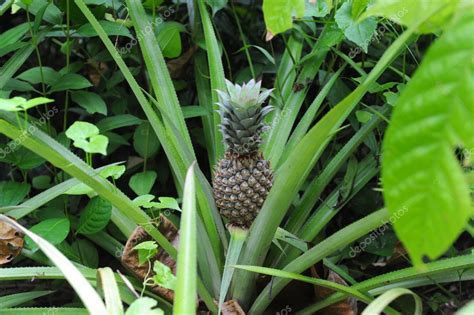 Pineapple plant Stock Photo by ©sanderclaes 3962243