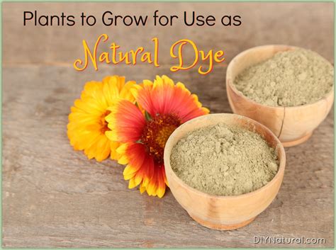 Natural Dye Plants You Can Grow To Color Things Naturally Natural