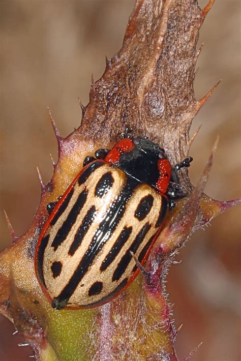 Cottonwood Leaf Beetle Chrysomela Scripta Kissimmee Pra Flickr