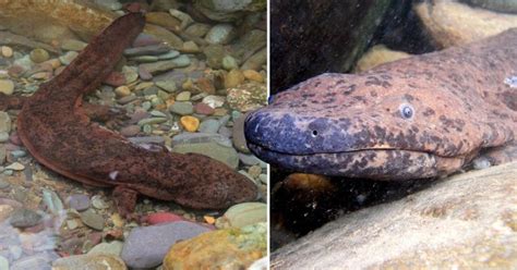 Feast Your Eyes On The Worlds Largest Amphibian Metro News