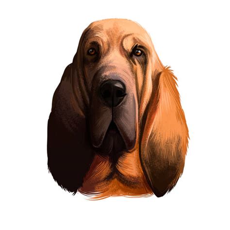 Bloodhound Puppy Illustrations Royalty Free Vector Graphics And Clip Art