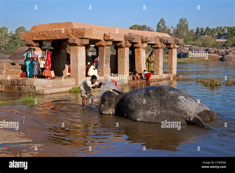 Mahout Elephant Keeper Washing An Elephant Tungabhadra River Hampi