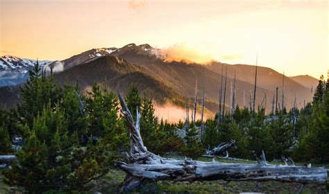 Olympic National Forest Camping Guide - Beyond The Tent