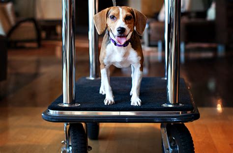 9 Pet-Friendly Hotel Chains