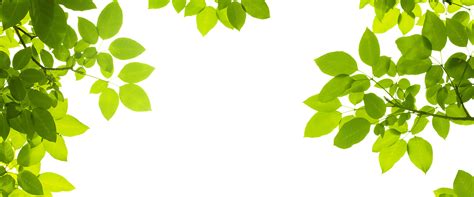 листья фон, листья, зелень, зеленый Фоновое изображение для бесплатной ...