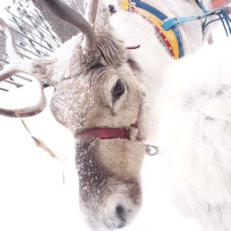 Santa Claus Reindeer (Rovaniemi) - 2019 All You Need to Know BEFORE You ...