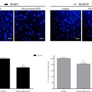 Influence Of Phenacetinum 4CH On Cell Circularity And Cell Stiffness Of