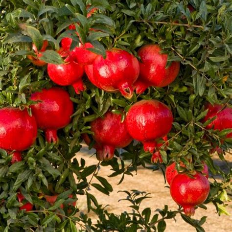 Buy Pomegranate Annar Anar Plant Online From Nurserylive At Lowest Price