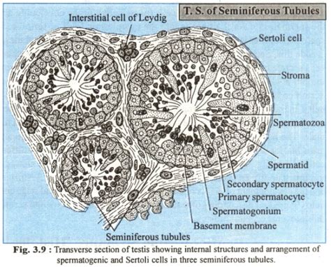 Describe The Structure Of Seminiferous Tubule Of Human With The Help Of