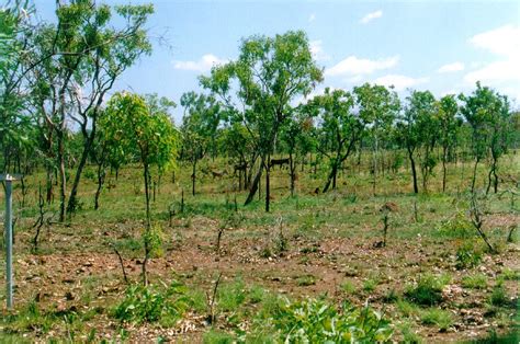 Burning Tropical Savanna In Northern Australia 2003 Jaxa Earth