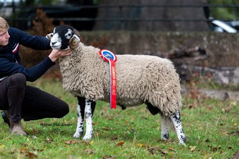 Kirkby Stephen Ram Lambs 20th October 2021 Swaledale Sheep Breeders