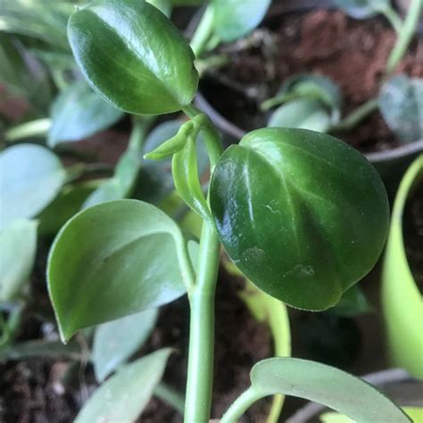 Peperomia Scandens Piper Peperomia Green Cover Initiative