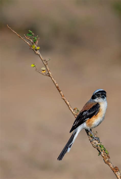 shrike      shrike stock  hd images