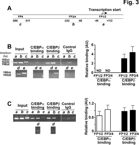 Figure 3 from Regulation of Adipocyte 11β Hydroxysteroid Dehydrogenase