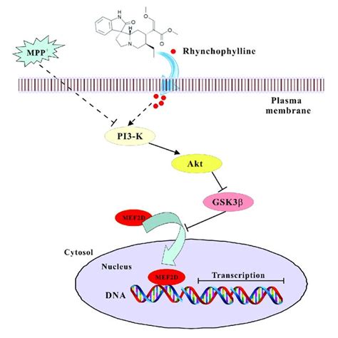 A Schematic Diagram Shows The Signaling Pathway Involved In The