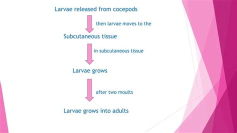 Life cycle of Dracunculus medinensis