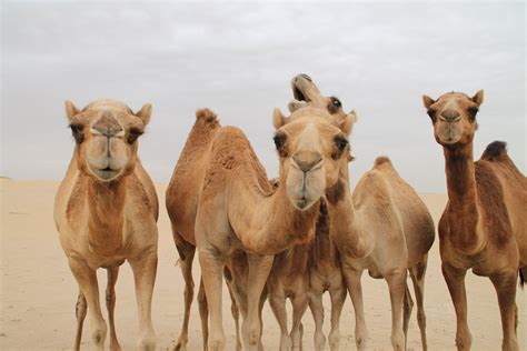 Free Camels Stock Photo