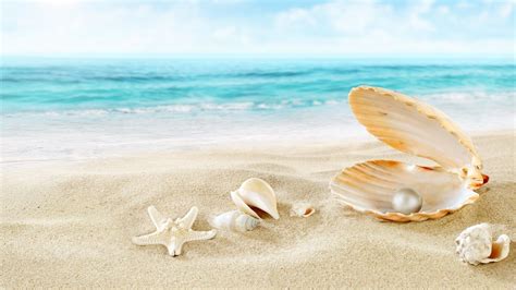 Seashell Backgrounds Images