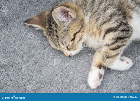 Close-up Portrait of a Sleeping Young Tabby Kitten. Stock Photo - Image ...