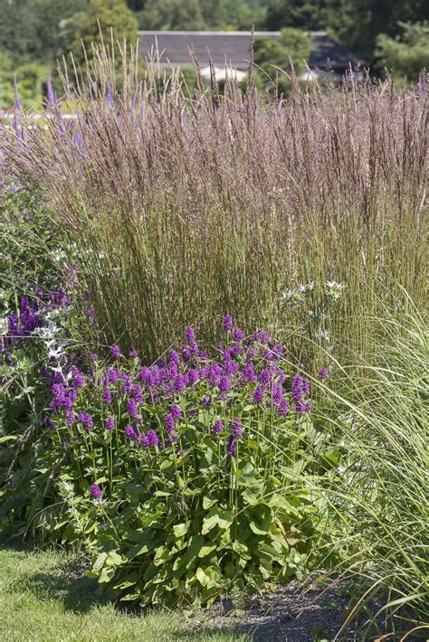 Trzcinnik Ostrokwiatowy Karl Foerster Calamagrostis X Acutiflora Rosa Wik