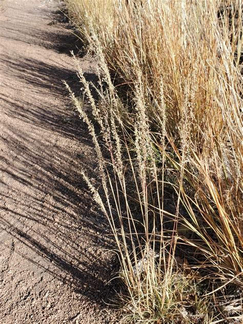 Pine Dropseed From Los Alamos County Nm Usa On October At