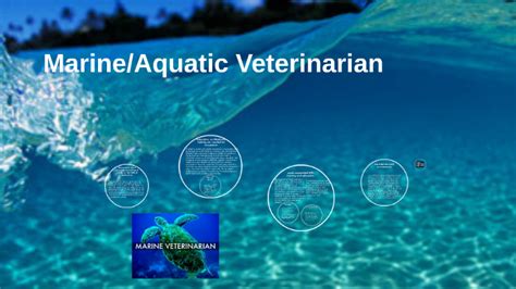 Marine/Aquatic Veterinarian by Amanda Benefield on Prezi