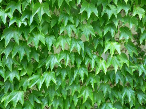 Ivy Free Stock Photo Public Domain Pictures