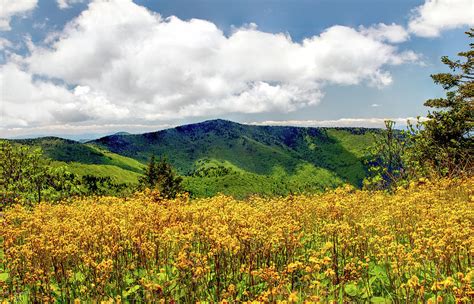 Golden Groundsel Flowers With Blue Ridge Parkway Peaks In Distan