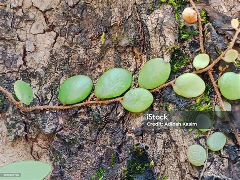Symbiotic Relationship Green Plants On A Tree Bark Stock Photo