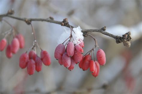 Der Winter Kommt Rot Schnee Grau Kostenloses Foto Auf Pixabay Pixabay