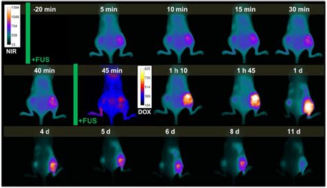 Representative Example Of Near Infrared Nirf And Doxorubicin