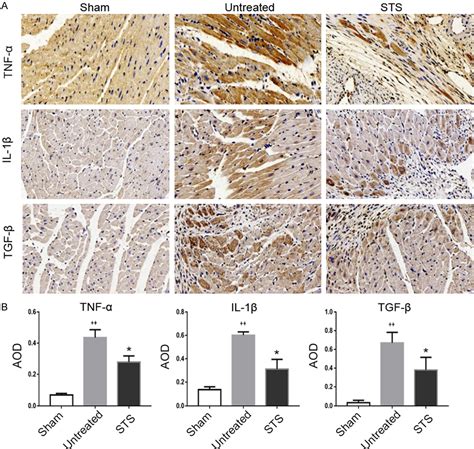 Figure From Protective Effects Of Sodium Tanshinone Iia Sulfonate On