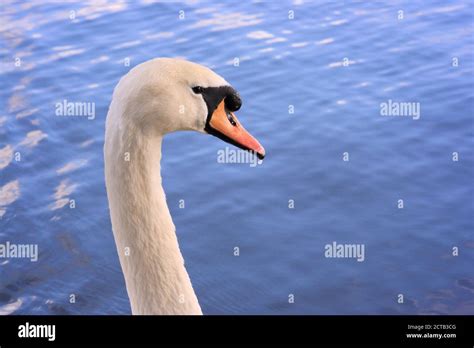 Close Up Picture Of A Swan Stock Photo Alamy