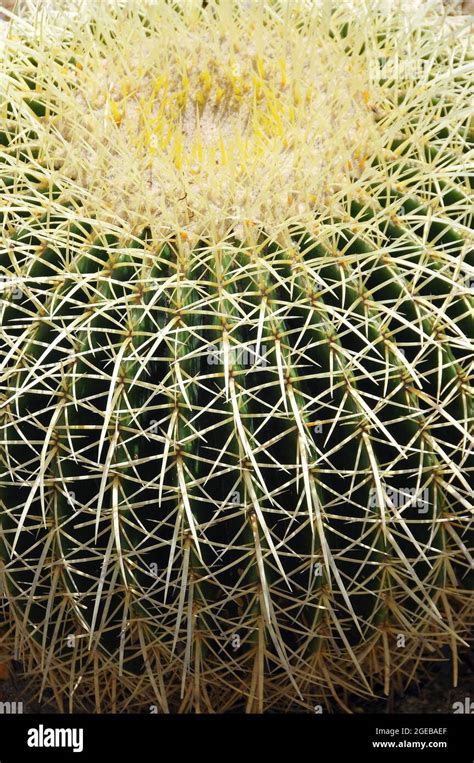 Golden Barrel Cactus Golden Ball Or Mother In Laws Cushion Echinocactus Grusoni óriás