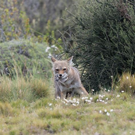 Zorro Gris Sudamericano Lycalopex Griseus Llevando Su Presa En Su