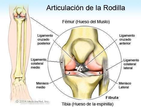 Articulaci N De La Rodilla Ecured