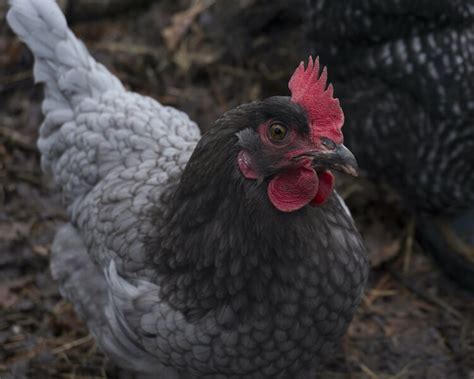 Sapphire Gem Chicken All You Need To Know: Temperament and Egg Laying | Chickens And More