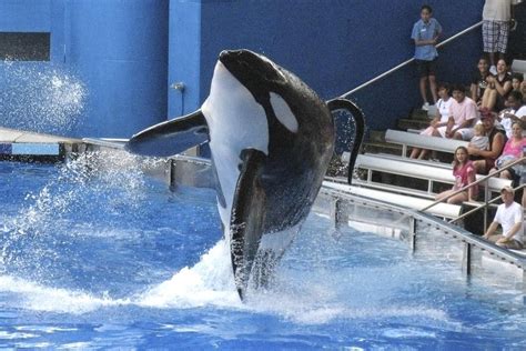 Who Was Tilikum Seaworld Orca From Blackfish Documentary Who Killed