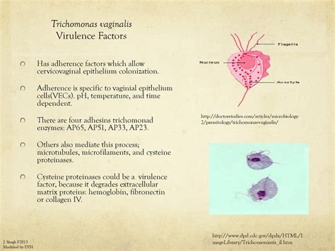 Trichomonas Vaginalis Ppt Download