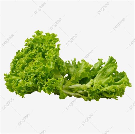 Green Lettuce Leaves Lettuce Clipart Green Lettuce Png Transparent