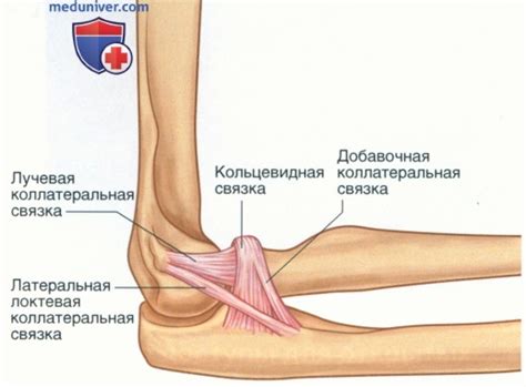 Показания для латерального оперативного доступа к локтевому суставу ...