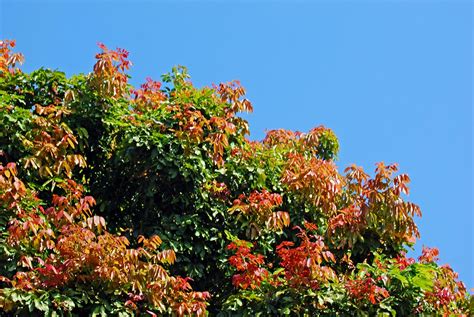 Foliage Of A Natal Mahogany Tree Trichilia Emetica The B Flickr