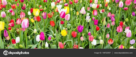 Top 200 Tulipanes De Colores Abzlocal Mx