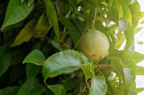 Premium Photo Passion Fruit Maracuja Growing On The Tree In The