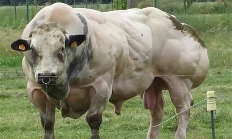 Video Of Giant Bull With Double Muscling Genetic Mutation Belgian